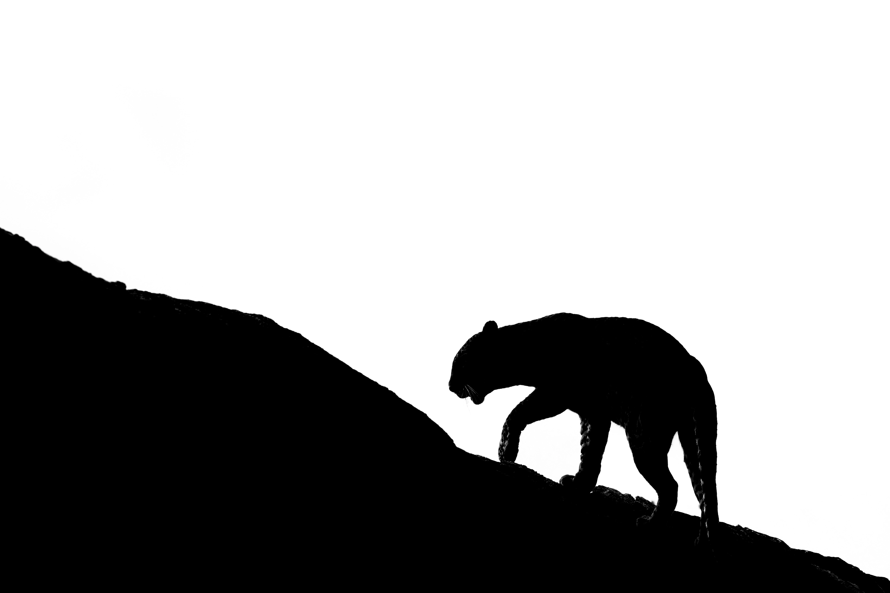 Sri Lanka Leopard Intensive gallery image 5